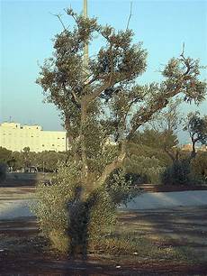 Arbequina Olive