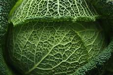 Cabbage Leaves