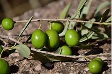 Healthiest Olives