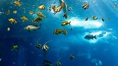Marine Fishes