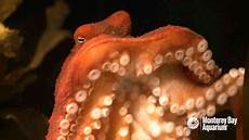 Octopus Cuttlefish