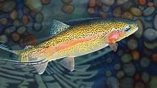 Alive Trout