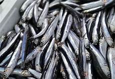 Anchovy Smokeds