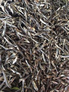 Anchovy Smokeds