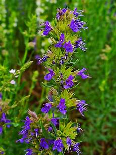 Aromatic Herb