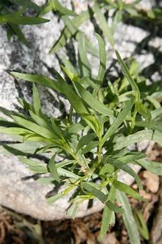 Aromatic Herb