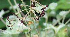 Aromatic Herb