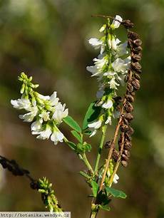 Aromatic Herb