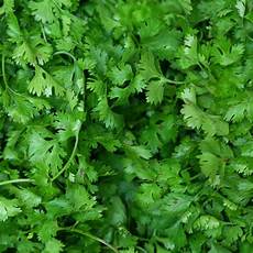 Aromatic Herb