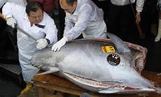 Bluefin Tuna