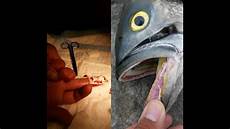 Bluefish