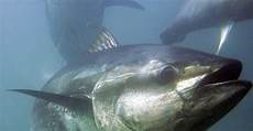 Bluefish