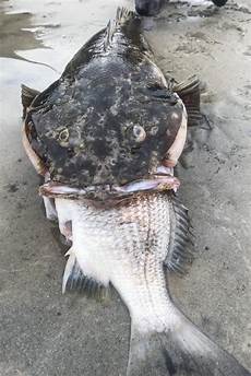 Bream