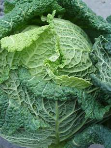 Cabbage Leaves