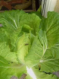 Cabbage Leaves