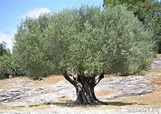 California Olive Oil