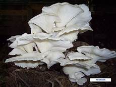 Canned Food Mushroom