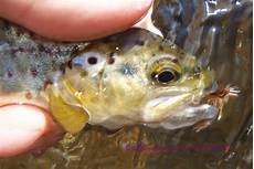 Cooled Trout
