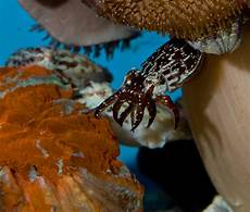 Cuttle Fish