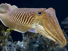 Cuttle Fish