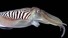 Cuttle Fish