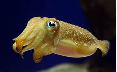 Cuttlefish