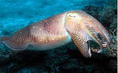 Cuttlefish