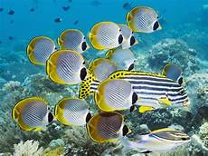Cuttlefish