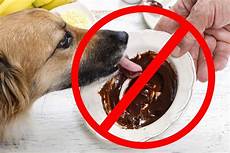Dog Canned Foods