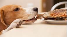 Dog Canned Foods