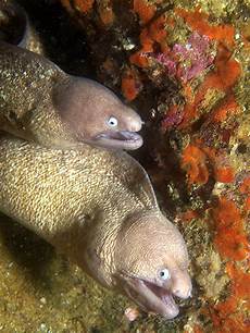 Eel