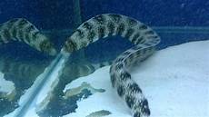 Eel