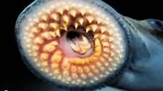 Eel