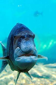 Fishes