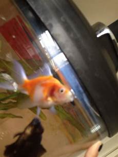 Fishes