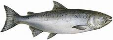 Fresh-Chilled Fish