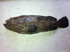 Fresh-Chilled Fishes