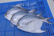 Fresh-Chilled Fishes