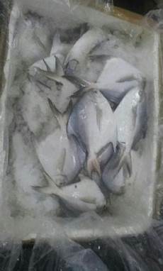 Fresh-Chilled Fishes