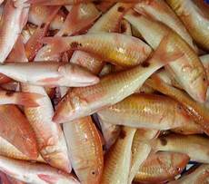 Fresh-Chilled Fishes