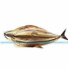Fresh-Chilled Fishes