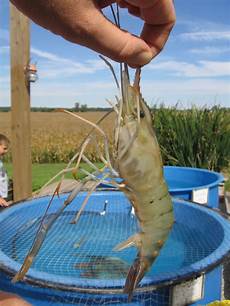 Fresh Fish