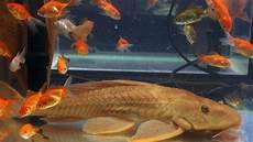 Fresh Fishes