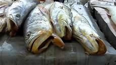 Fresh Fishes