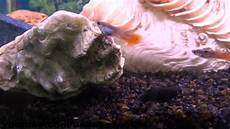 Fresh Fishes