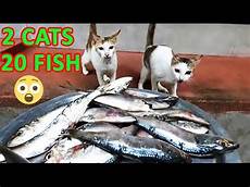 Fresh Fishes