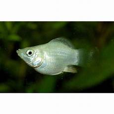 Freshwater Product