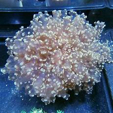 Freshwater Product