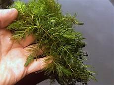 Freshwater Products