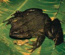Frog Legs